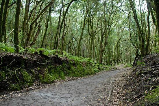 Bosco del Cedro