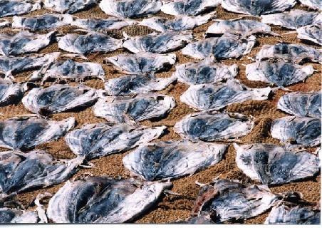 Fische zum Trocknen