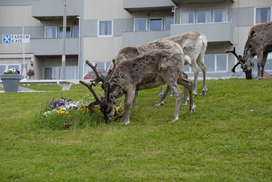 Rentiere in Honningsvag
