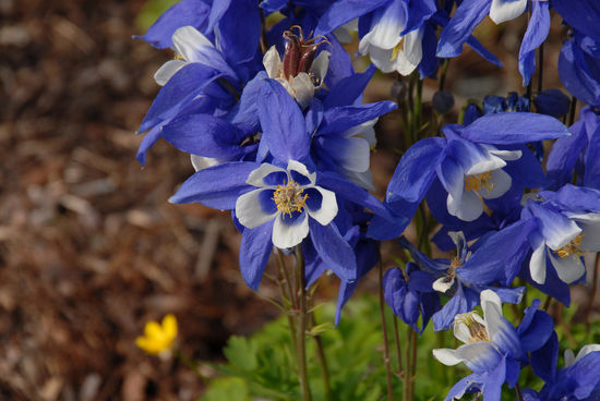 Im Botanischen Garten