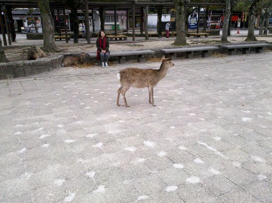 Hier sind 3 Hirsche versteckt