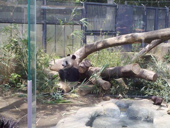 Zwei Pandas hat der Zoo zur Erhaltung der Art