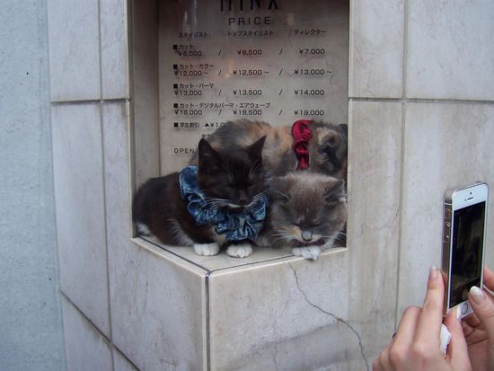 Diese 3 Tierchen fanden wir im Trubel Harajukus.