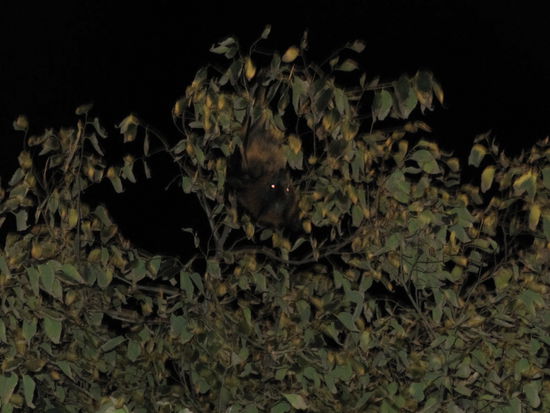 Flughund von nah. Die sind sooo süß!