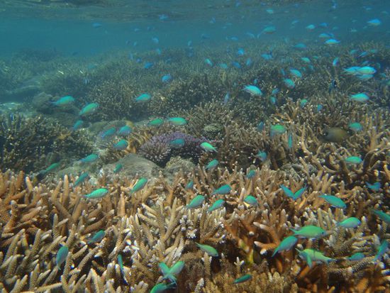 Diese Unterwasserwelt ist ein Traum!