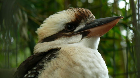 Kookaburra
