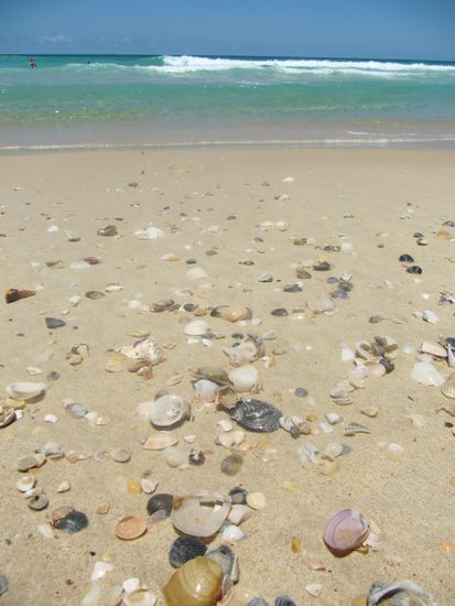 Muscheln über Muscheln und dazu das Blau des Meeres - traumhaft!
