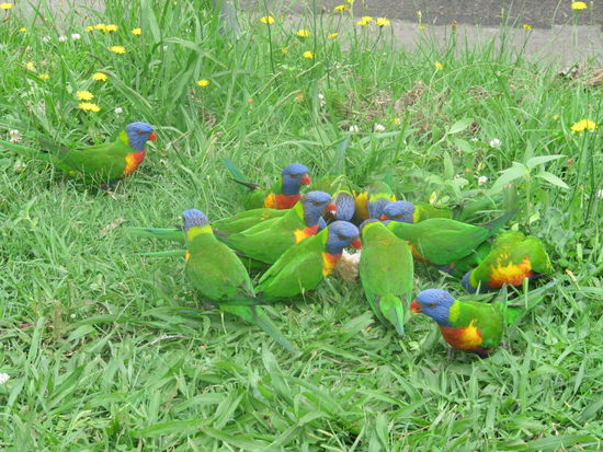Lorikeets
