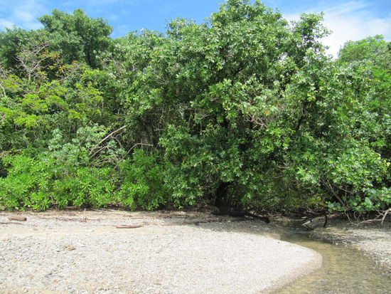 Cape Tribulation Beach