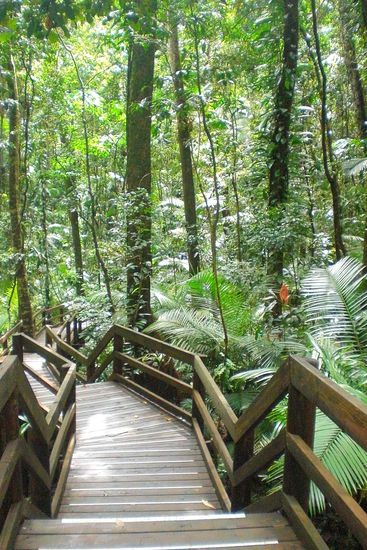 auf sicheren Pfaden durch den Regenwald