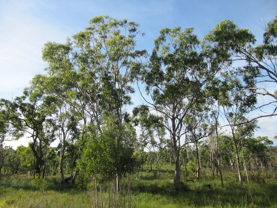Eukalyptusbäume ohne Ende.