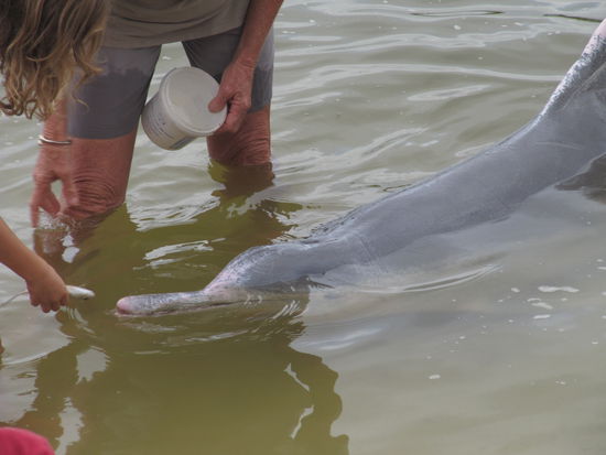 Das ist einer der süßen Delfine!