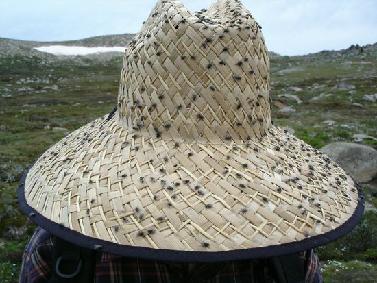 Peters Sonnenhut zieht die Fliegen an
home