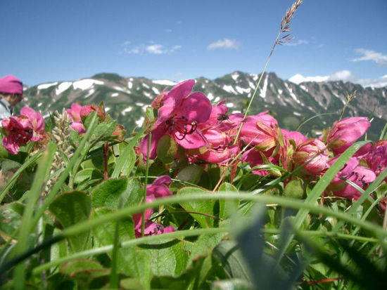 Der kurze Sommer zeigt sich von seiner schönsten Seite