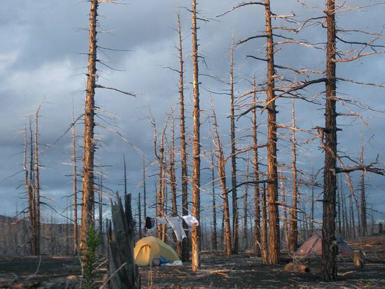 Sonnenuntergang im steinernen Wald