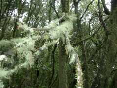 Flechten im Lorbeerwald