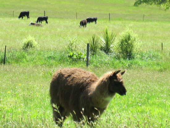 Übernachten auf einer "richtigen" Farm