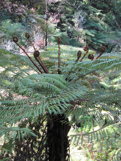 Wir kommen aus dem Staunen nicht heraus - die fantastische Fauna Neuseelands ist einzigartig