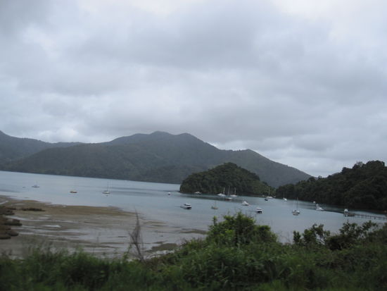Momorangi Bay/ Marlborough Sounds - leider bewölkt heute, aber trotzdem schön