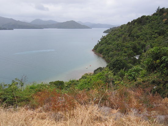 Marlborough Sounds - Richtung Picton