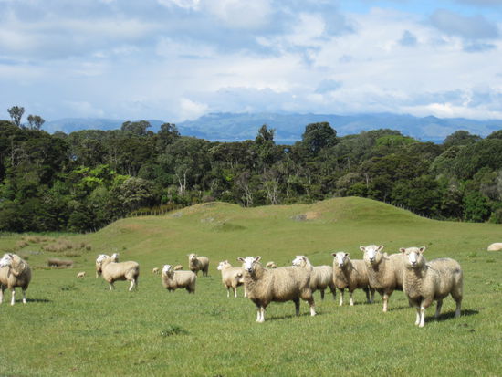 Nur Schafe weit und breit - Campen am Hauraki Gulf