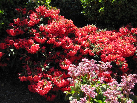 So sehen hier durchschnittliche Privatgärten aus...