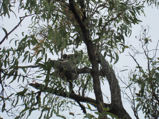 Koalas in freier Natur - diese Tiere sind ein einzigartiges Erlebnis