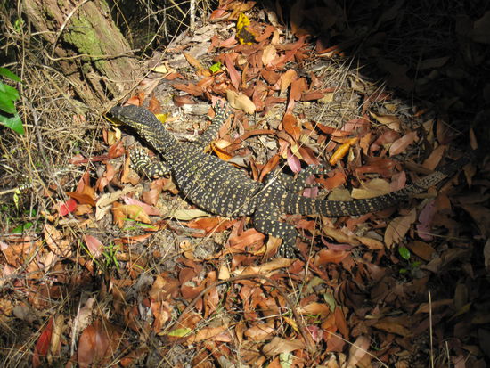 Nur ein kleines Exemplar - andere Touristen berichteten uns von großen Exemplaren, die sich plötzlich aufrichten und einen ganz schön erschrecken können