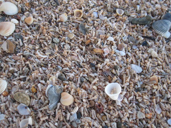 Darum heißt das hier "Capricorn Coast"