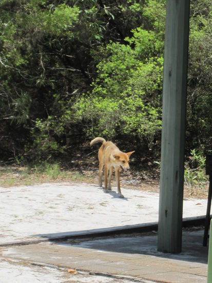 Die Dingos - wild lebende Hunde auf Fraser Island - sind ganz schön frech