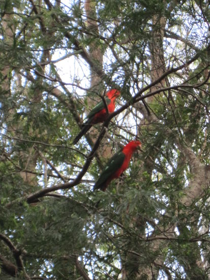 Zu sehen gibt es hier - direkt neben dem Campingplatz - nicht nur Kangurus, sondern auch farbenprächtige Papageien