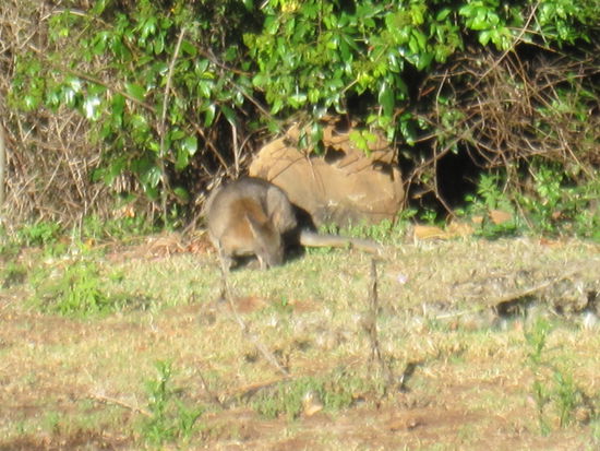 Riesenmäuse oder Kangurus? Im Lamington Park waren die Tiere scheu und kaum vor die Linse zu bekommen