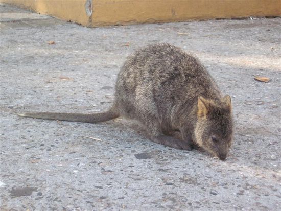 Erwünschte Tiere: Quokas, eine kleine Känguruh Sorte, die der Grund für den Namen Rottnest Island sind. Die ersten Seefahrer die Insel entdeckten, dachten nämlich das seien Ratten. Sind doch viel süsser und auch voll zutraulich. 