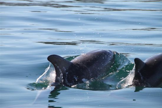 Meine ersten Delfine in Australien!