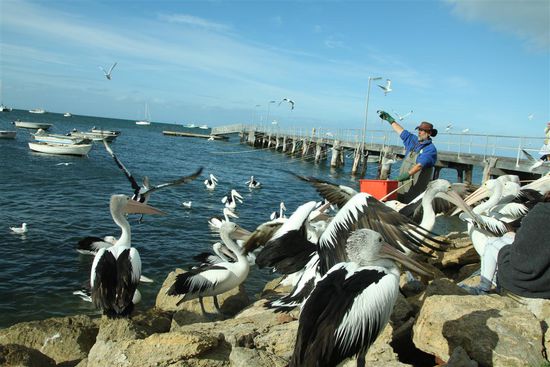 Alles voller Pelikane 