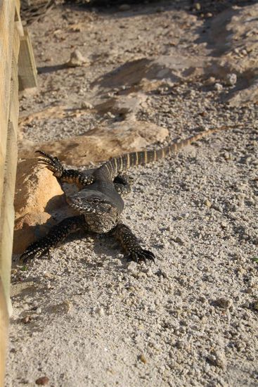 ... hemmer no es anders Tier entdeckt.