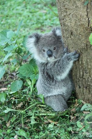 Cuuuuute
