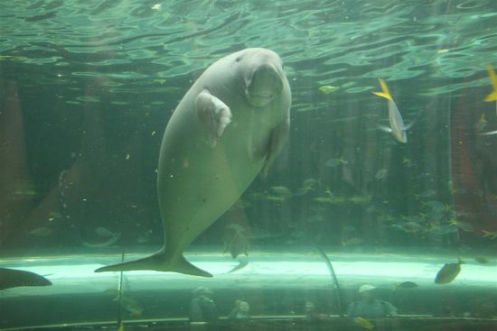 Seekuh im Aquarium - Übrigens super zu empfehlen! (Nicht die Seekuh, das Aquarium )