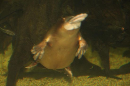 Platypus