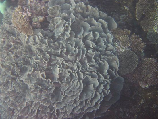 Nahrungsmittel der Dugongs, aber einen von denen haben wir leider nicht gesehen...