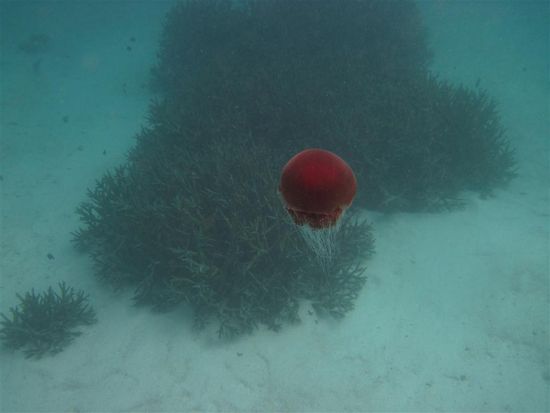 Böööööse Qualle!