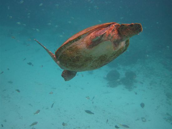 Meine erste Schildkröte, die ich unter Wasser sehe 