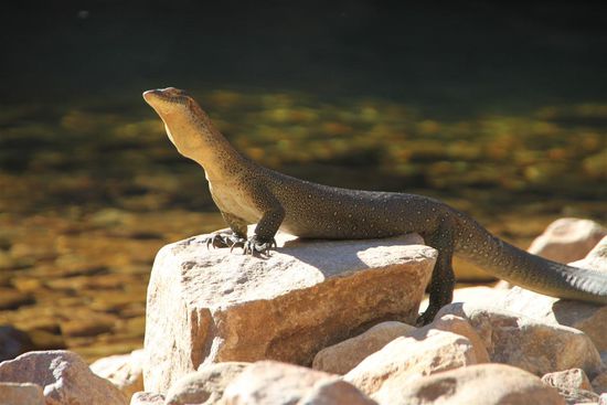 Noch ein anderer Badegast 