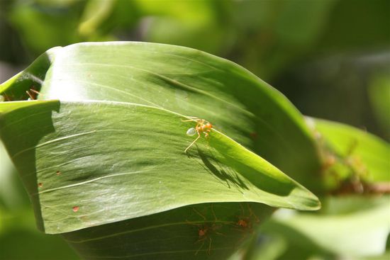 So eini het de Adi gässe!!! Schmöckt nach Zitrone. Ig ha mi de glich nid chönne derzue überwinde 