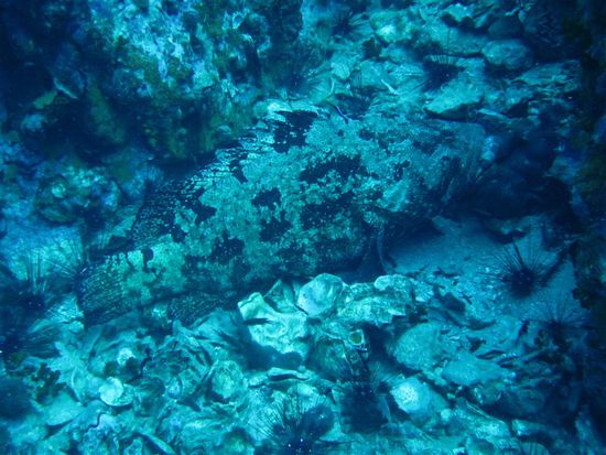 Giant Grouper (isch sicher öppe en Meter gross gsi - riesig!)