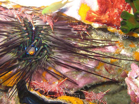 dancing und glass shrimps