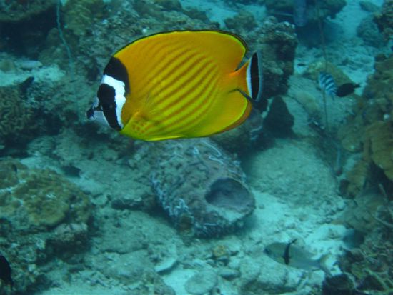 Butterfly fish