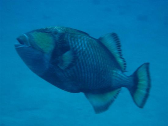 Triggerfish