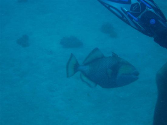 Triggerfish grifft oise Tauchmaster a: Was für e Show!  (me beachti di ufgstellti vorderi ruggeflosse. Die het er nume dobe wenner sauer isch, vergliched mit em erschte bild )