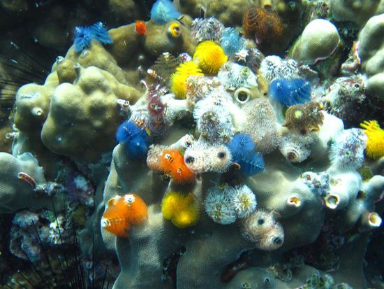 christmas tree worms  - my favorits 